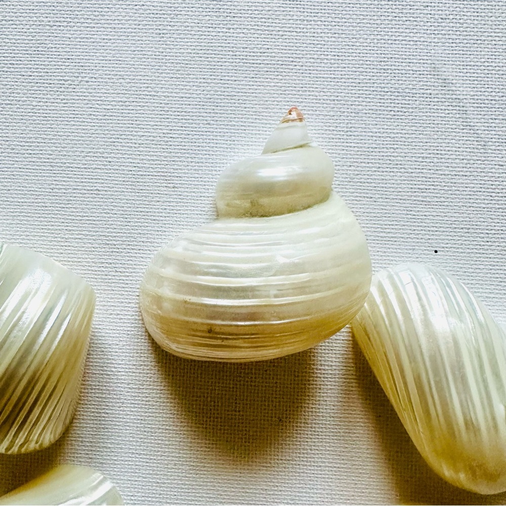 Elegant Shell Napkin Rings (6 shells) - Picture 6 of 7